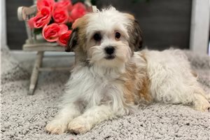 Odessa - puppy for sale