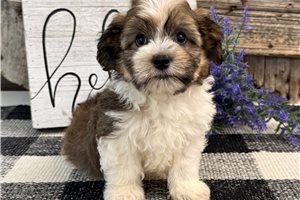 Keegan - Havanese for sale