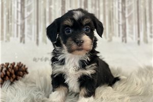 Rachel - Havanese for sale