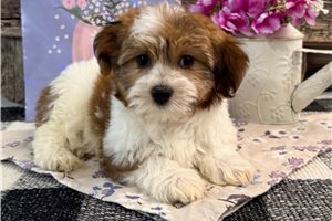 Flora - Havanese for sale