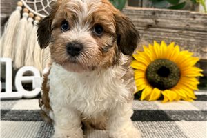 Ashton - puppy for sale