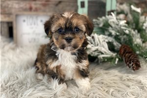 Tracey - Havanese for sale