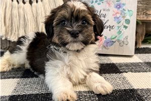 Kyler - puppy for sale