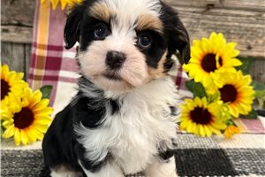 Antoinette - puppy for sale