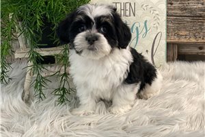 Everett - Havanese for sale