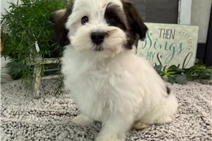 Enzo - Havanese for sale