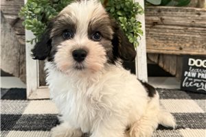 Daniel - Havanese for sale
