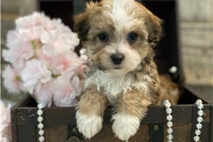 Helena - puppy for sale