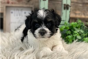 Ezra - puppy for sale