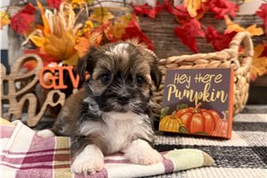 Felicia - puppy for sale