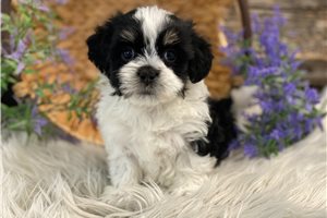 Everett - Havanese for sale