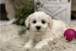 Julius - puppy for sale