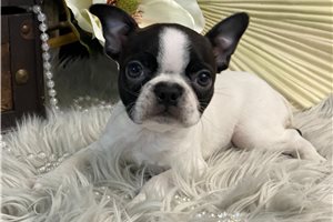 Gideon - Boston Terrier for sale