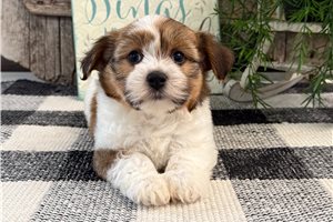 Flora - puppy for sale