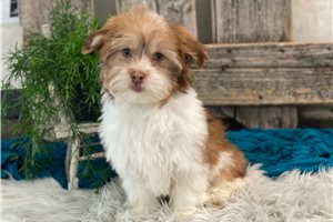 Gregor - Havanese for sale