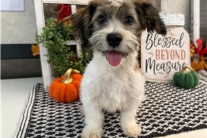 Atticus - puppy for sale