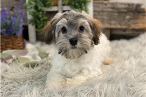 Mason - Havanese for sale