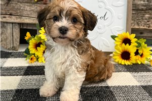 Astro - Havanese for sale