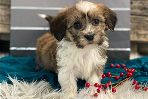 Holden - Havanese for sale