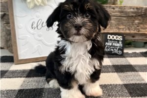 Dino - Havanese for sale