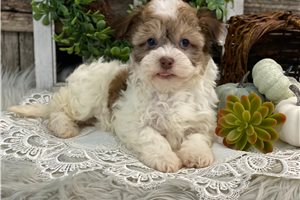 Mackenzie - puppy for sale