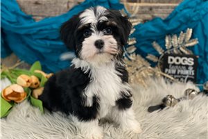 Rover - Havanese for sale