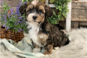 Shawn - Havanese for sale