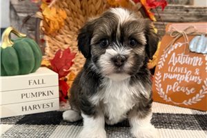 Faith - puppy for sale