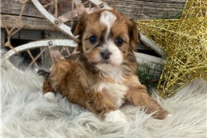 Simone - Havanese for sale