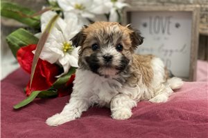 Ophelia - puppy for sale