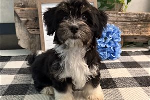 Dino - Havanese for sale