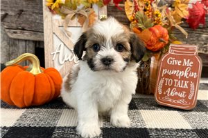 Fern - puppy for sale