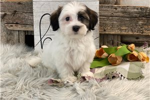 Enzo - Havanese for sale