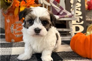 Fletcher - Havanese for sale