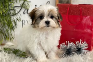 Henry - Havanese for sale