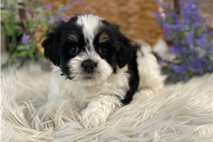 Everett - Havanese for sale