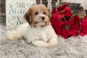 Mateo - puppy for sale