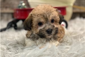 Mabel - puppy for sale