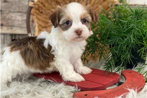 Tamara - Havanese for sale