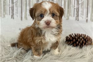 Tyler - Havanese for sale