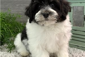 Ezra - Havanese for sale