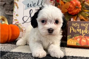 Flora - Havanese for sale