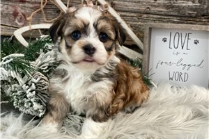 Slater - Havanese for sale