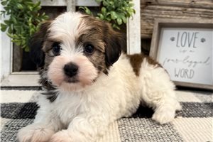 Desmond - puppy for sale