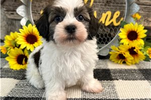 Daniel - puppy for sale