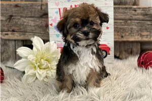 Chuck - Havanese for sale