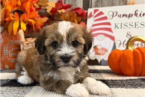 Flynn - puppy for sale