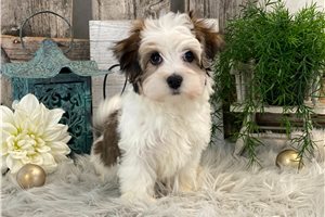 Rhett - Havanese for sale
