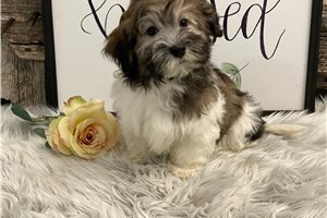 Thornton - puppy for sale