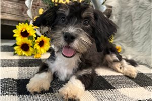 Dino - Havanese for sale